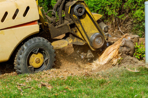 The Steps Involved in Our Tree Care Process in Deer Park, NY